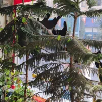 گل کاج مطبق