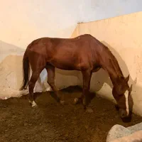 اسب|اسب و تجهیزات اسبسواری|تهران, سوهانک|دیوار