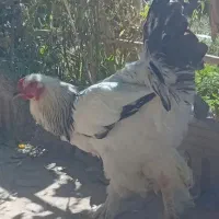 خروس برهما اصل