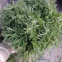 مرزه و نعنا درجه ۱ تازه اب نزده اب چاه موتور