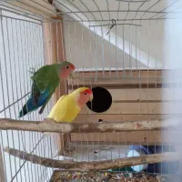 یک جفت کوتوله  برزیلی|پرنده|بهار, |دیوار