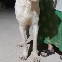 سگ آلابای روسی