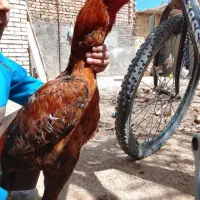 خروس‌لاری‌افغان