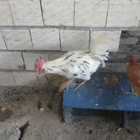 خروس گلین