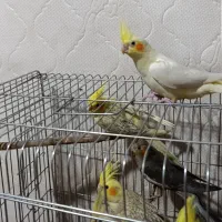 عروس هلندی|پرنده|آبیک, |دیوار