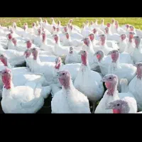 بوقلمون پرواری گوشتی و اردک