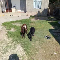2بره نر قیمت مناسب خوراک خور