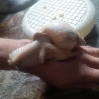 حلزون جفت ۲عدد  ۱عدد ۲سال نیم  ۱عدد ۱سال ش|خزنده|تهران, جوادیه|دیوار