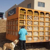 اطاق مرغی ۲۹۰ قفسی|خودرو سنگین|سبزوار, هفت تیر|دیوار