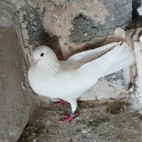 کبوتر