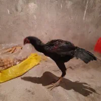 خروس لاری مشکی