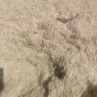 فروش کاه لوبیا|لوازم جانبی حیوانات|سیدان, |دیوار