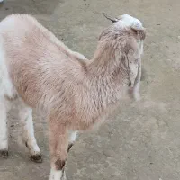 بزز|حیوانات مزرعه|اهرم, |دیوار