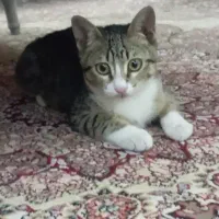 گربه گمشده