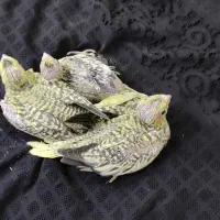 جوجه عروس هلندی مرواریدی زعفرونی