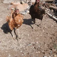 مرغ لاری|حیوانات مزرعه|ایجرود, |دیوار