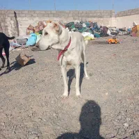 توله سگ خراسانی سفید|سگ|بجستان, |دیوار