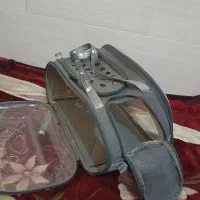 گربه خانگی|گربه|برازجان, |دیوار