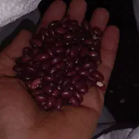 لوبیا قرمز
