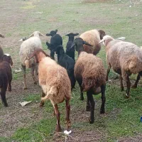 ۷تا گوسفند با ۶تا بره|حیوانات مزرعه|گرگان, |دیوار