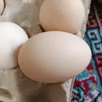 تخم مرغ محلی دوزرده تازه