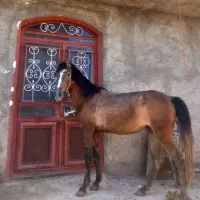 مادیان|اسب و تجهیزات اسب‌سواری|سنندج, |دیوار