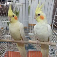 عروس هلندی لوتینو نر وماده ۵ماهه چشم شرابی