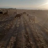 قوچ فروشی|حیوانات مزرعه|مرودشت, محمد آباد|دیوار