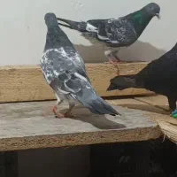 فروش کبوترکله سبز ساده پدرمادرکاکل