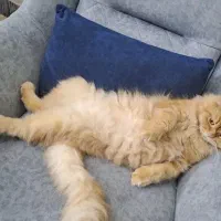 گربه پرشین نر عقیم شده