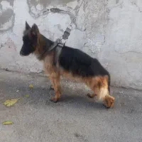 ژرمن شپرد اصیل کلاس A|سگ|رودهن, |دیوار