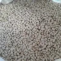 فروش لوبیا سفید