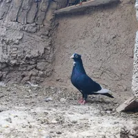 نرماده پلنگ|پرنده|کرمان, |دیوار