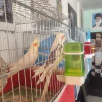 عروس هلندی|پرنده|شیراز, درکی|دیوار