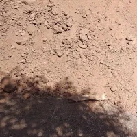 زمین چترود