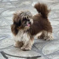 ماده و توله شیتزو نرو ماده