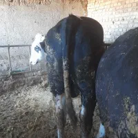 فروش ۳راس گوساله سوپرچاق