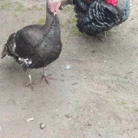 بوقلمون نرو ماده برنزانگلیسی