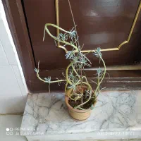 گل طبیعی ۴تا با گلدان سفالی همش ۹۰۰هزارتومان|گل و گیاه طبیعی|سلماس, |دیوار