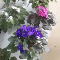 فروش گل بنفشه آفریقایی