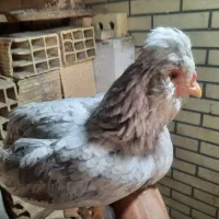 مرغ گلین طوسی اصل اصل|حیوانات مزرعه|رفسنجان, |دیوار