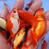 فروش عمده ماهی قرمز و گلفیش شب عیدی و مخصوص شکار|ماهی|گنبد کاووس, |دیوار