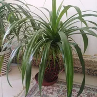 گل پاندانوس بزرگ