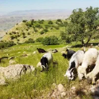 تعدادی گوسفند برا فروش