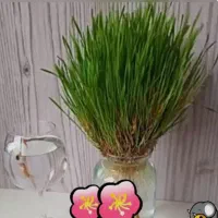 سنبل عید|عمده‌فروشی|محمدشهر, محمدشهر|دیوار