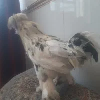 خروس خشکل