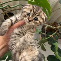 فروش گربه اسکاتیش