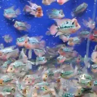 فروش ویژه جوجه فلاورهورن وارداتی نژاد رِد دراگون|ماهی|کرمان, |دیوار