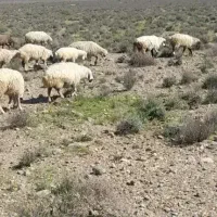 میش ،بز،بره