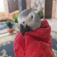 کاسکو سخنگو